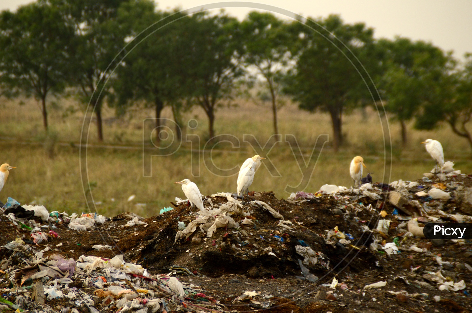 Indian  Crane Birds on the Garbage Piles