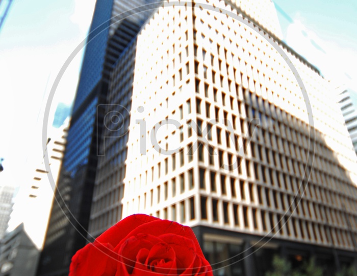 A man holding red rose and skyscraper in the background