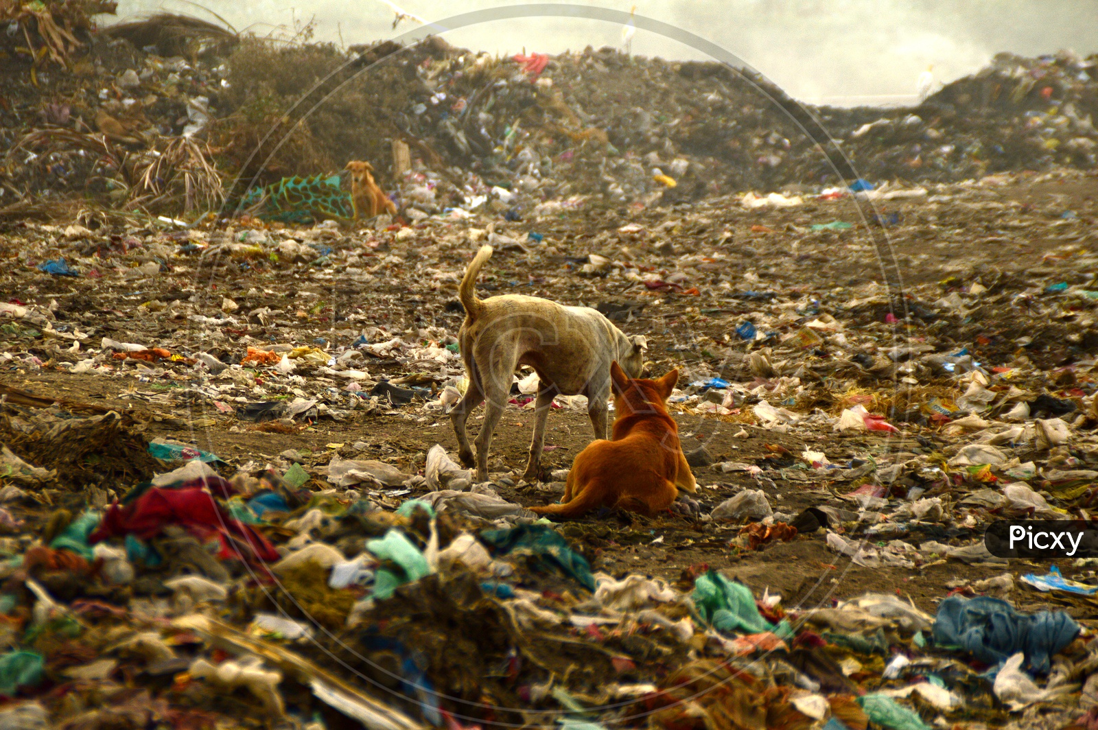 Stray Dogs In A Garbage Dumping Yard