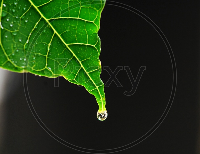 Drop  From a Leaf