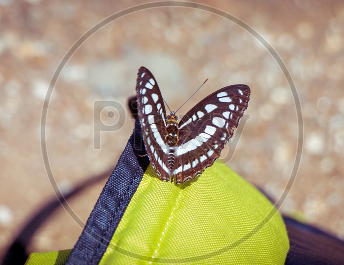 Butterfly on a bag