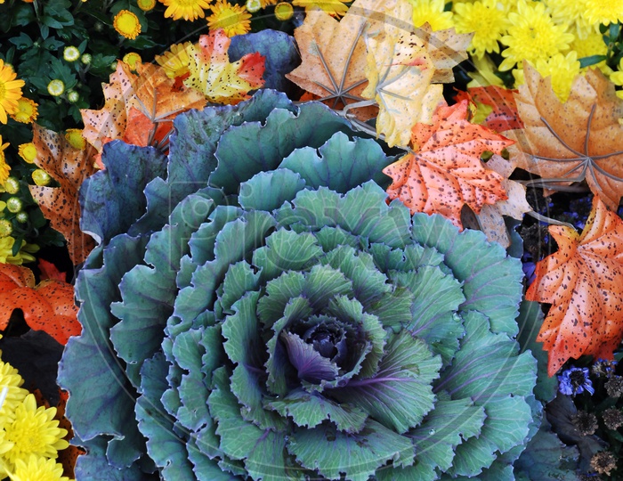 Chrysanthemum and ornamental cabbage