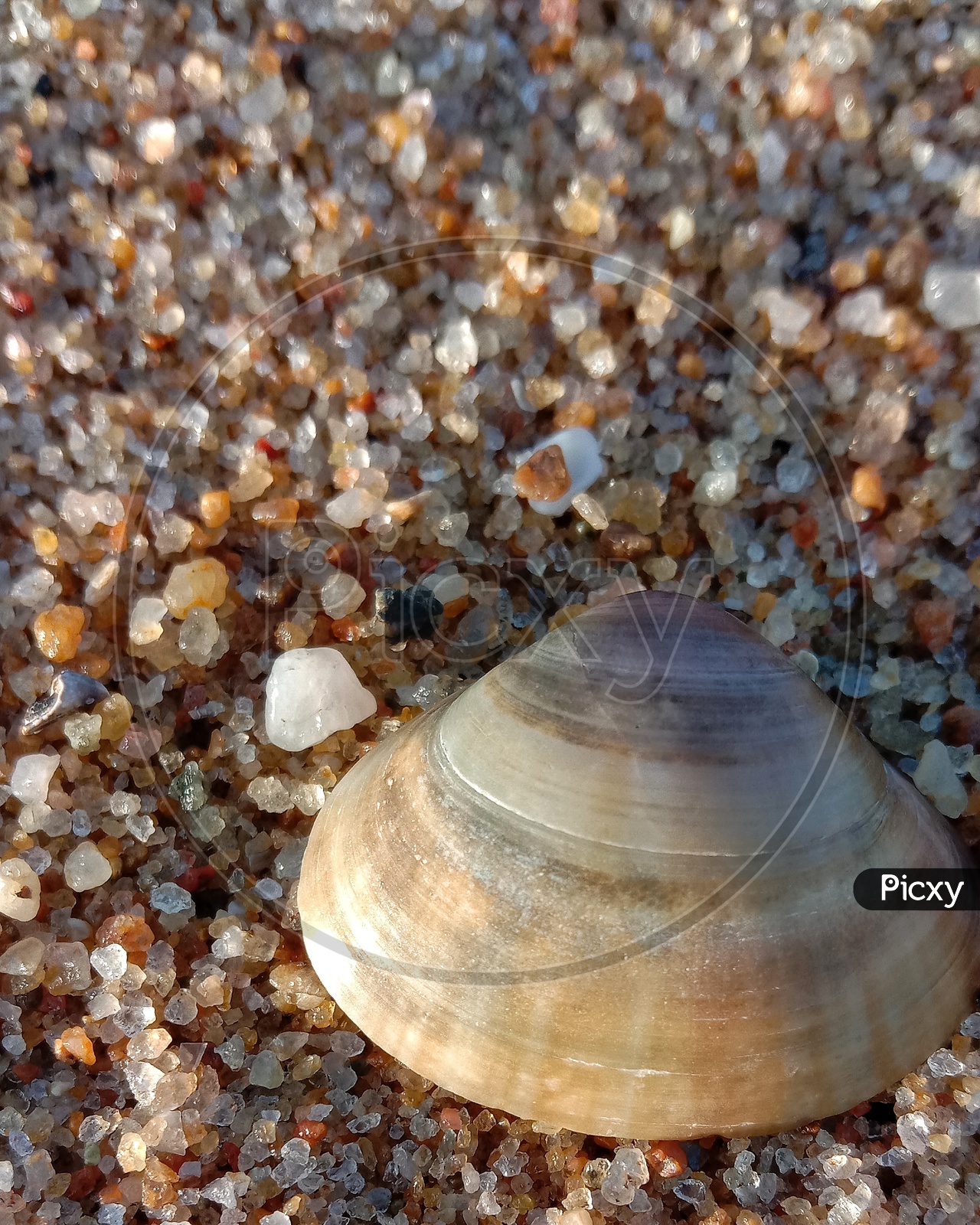 Sea shells near the sea shore