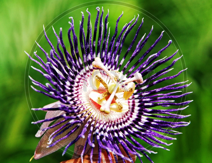 Purple Passiflora Incarnata  Or Purplr Passionflower