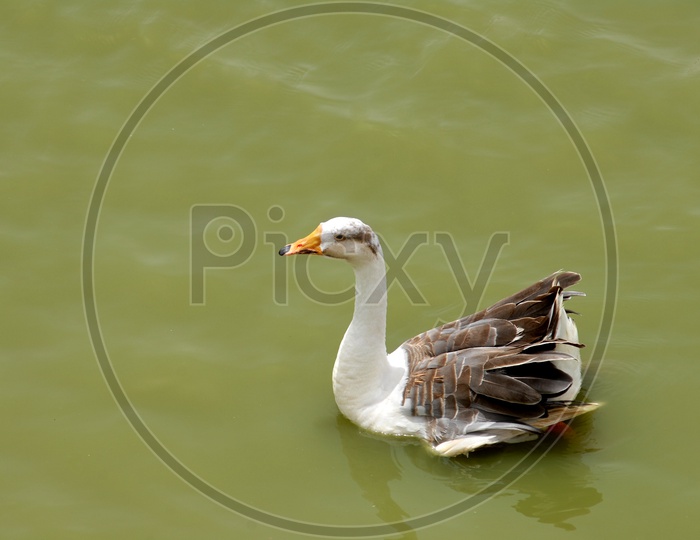 A Duck Floating On Water Surface