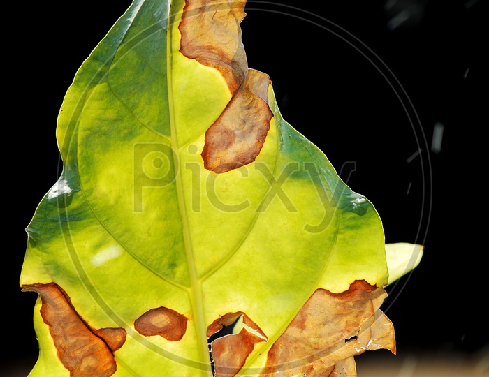 Green leaf with patches