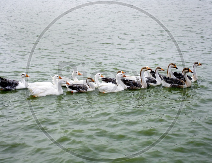 A string Of Ducks Floating On Water