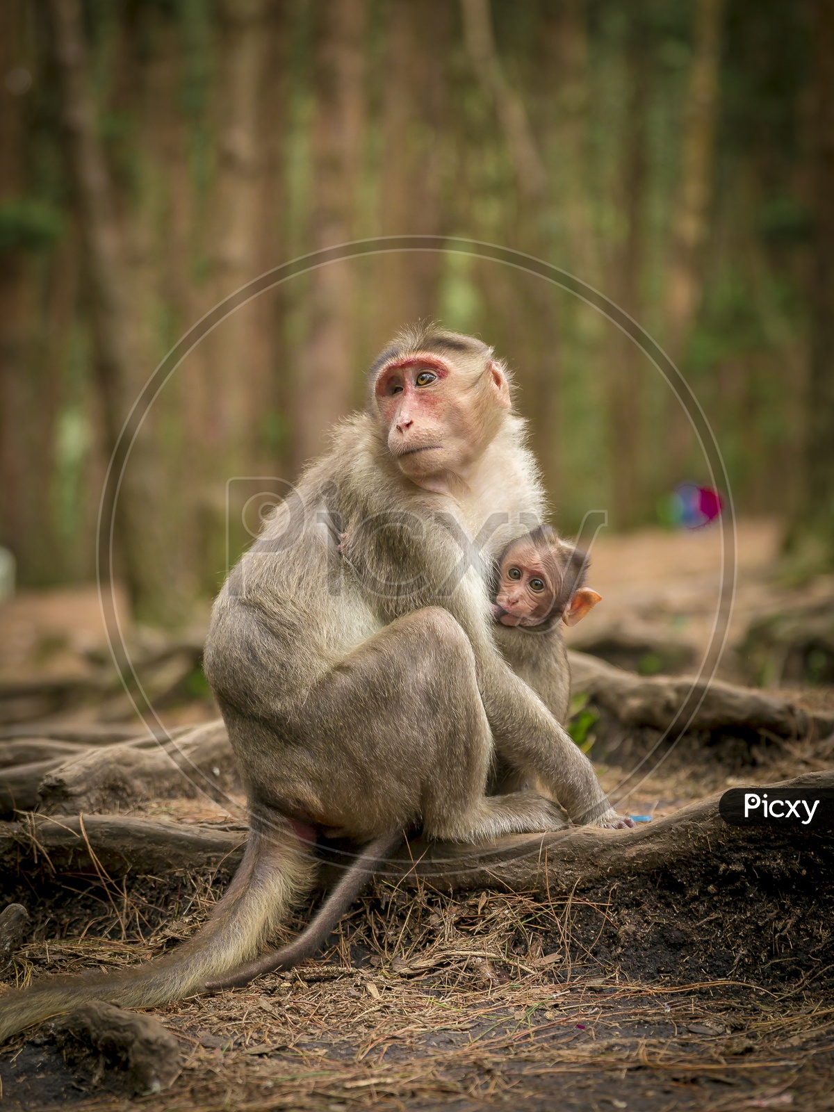 A Young Monkey or Macaque  With Baby Monkey