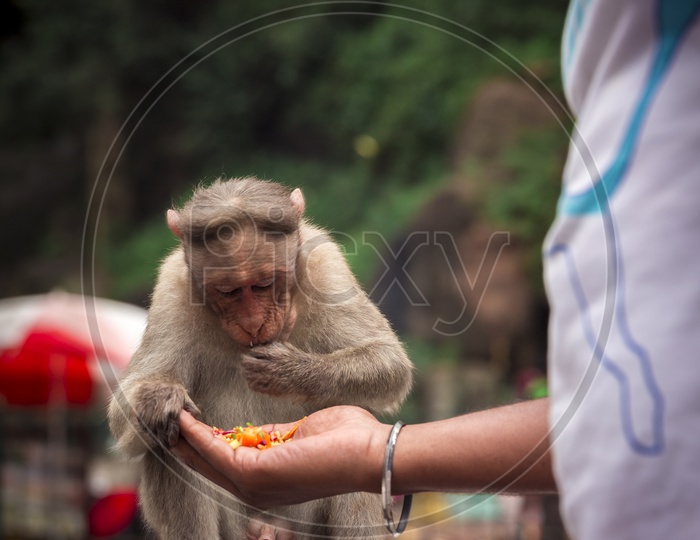 A Young Monkey or Macaque Eating  Food Offered By a Tourist or Man