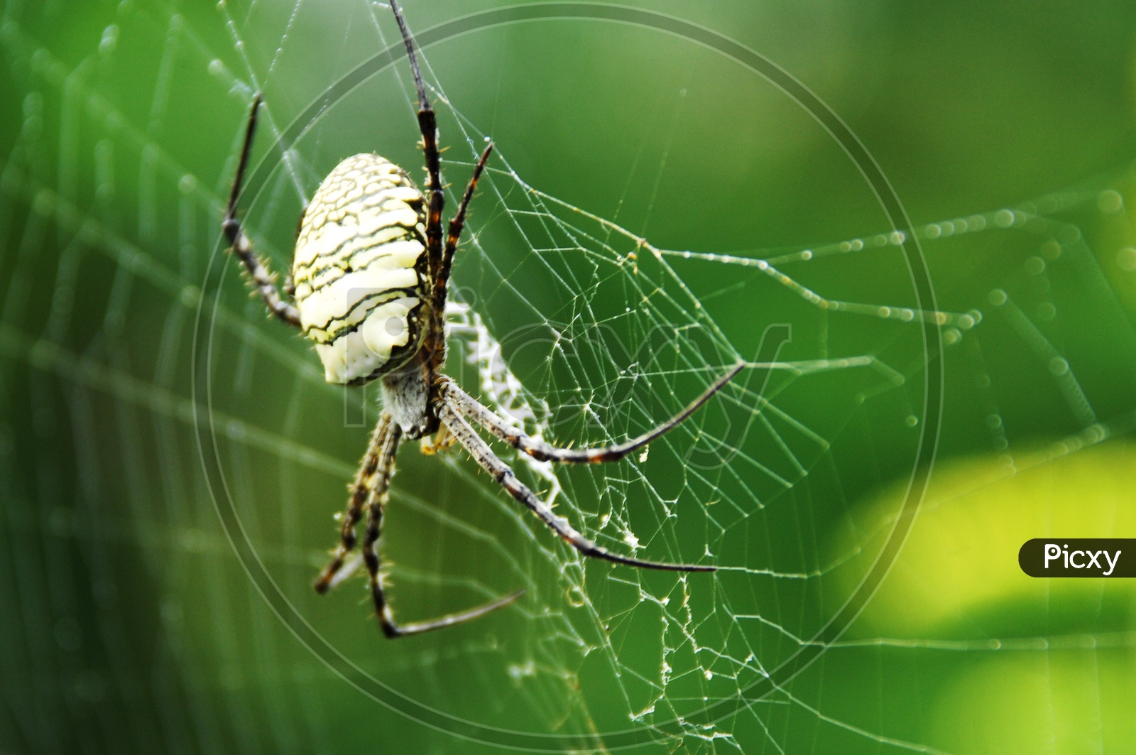 Spider In a Web