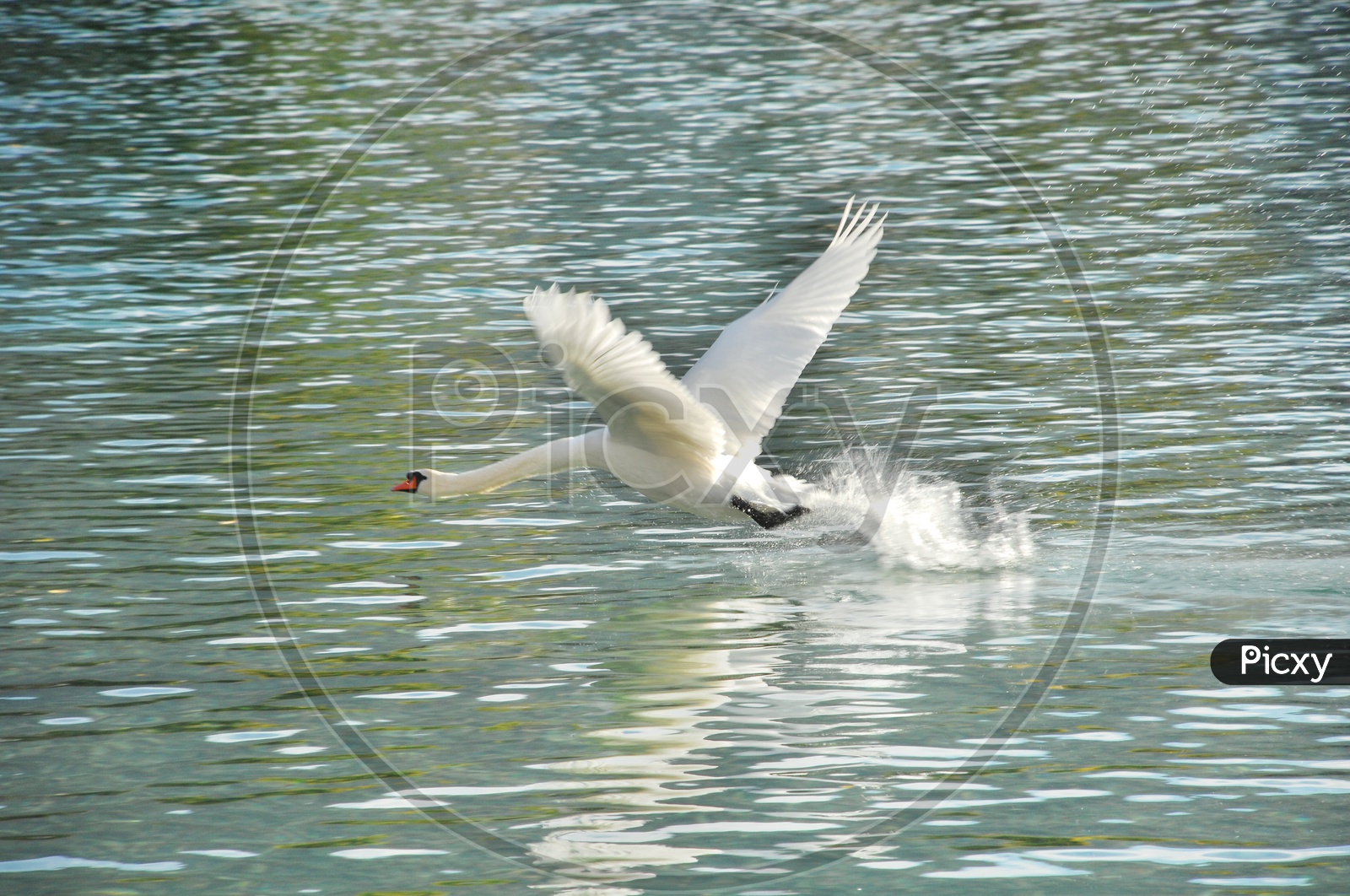A Swan Flying Over a Lake Water