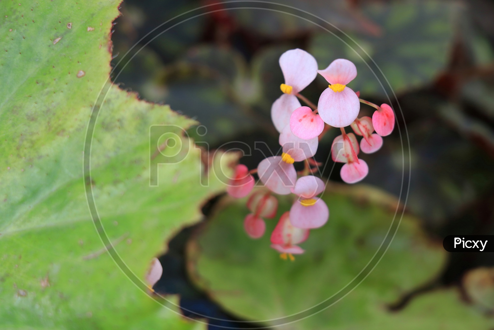 Begonia pink flowers