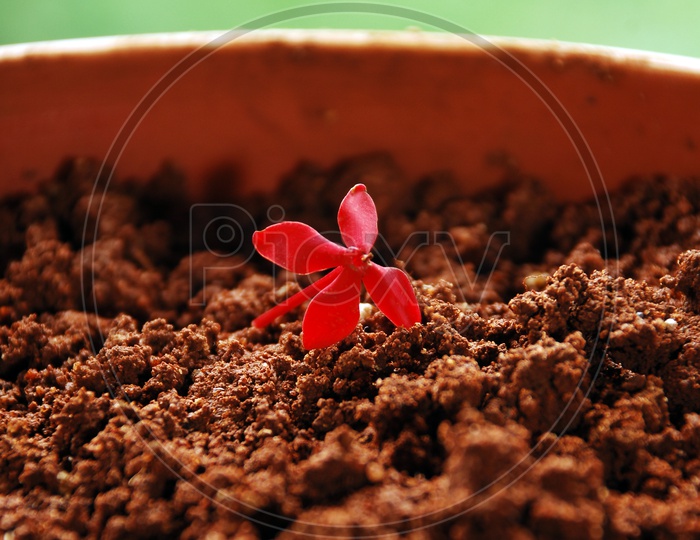 Single Flower in a Clay Pot