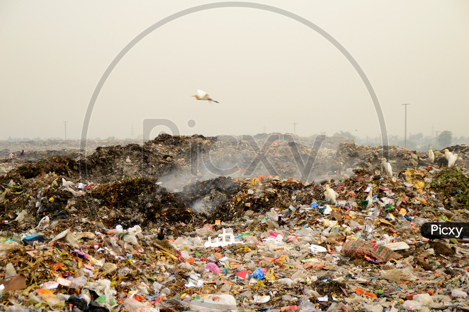 Indian  Cranes In  Garbage Dumping Yard