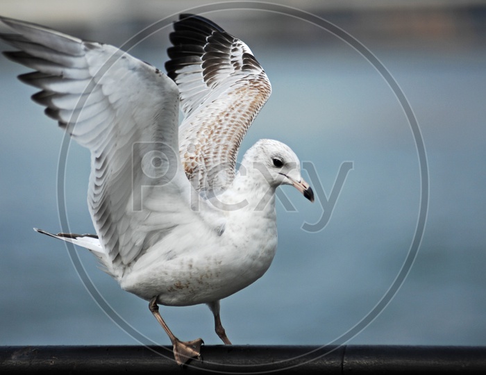 Seagull with its wings open