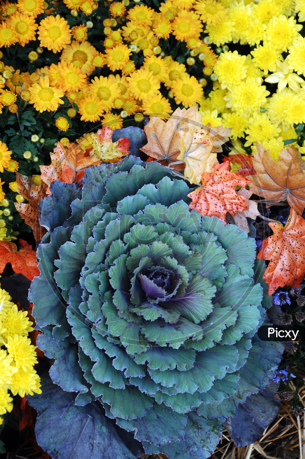 Chrysanthemum and ornamental cabbage