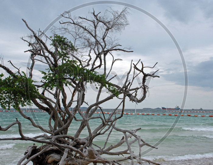 Dead Dried Trees in Beach