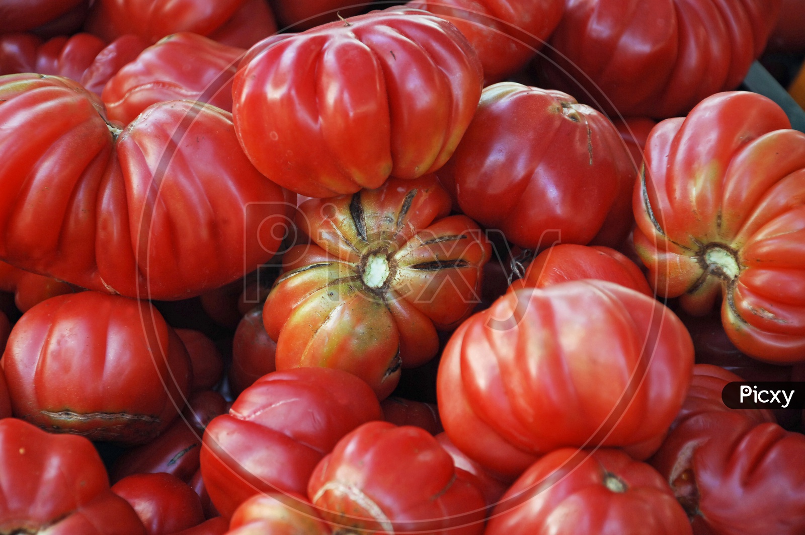 Heirloom Tomatoes Or Garden Tomatoes