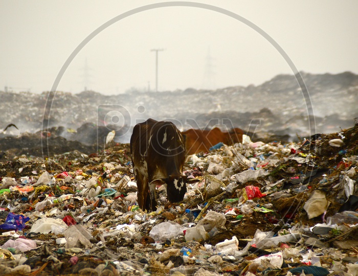 Indian Cows In the Garbage Dumping Yard