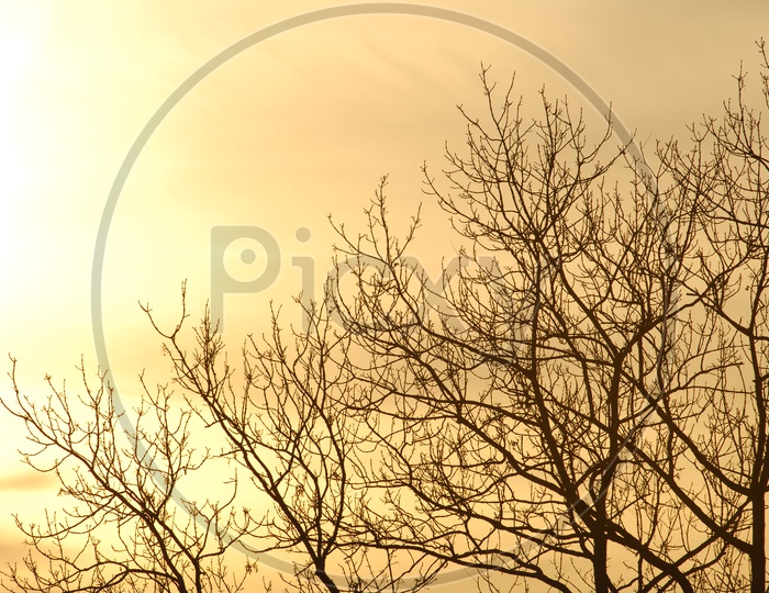 Silhouette Of a Leaf less Tree over a Golden Color Sky