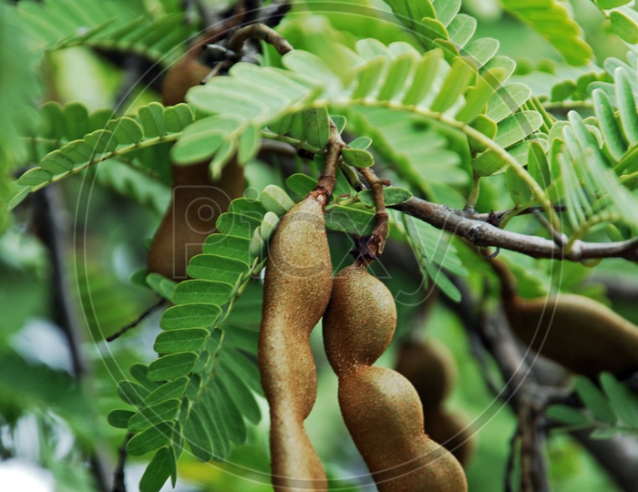 Tamarind Fruit on tree
