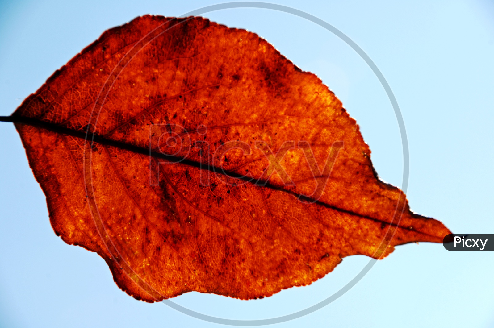 A Dried Leaf