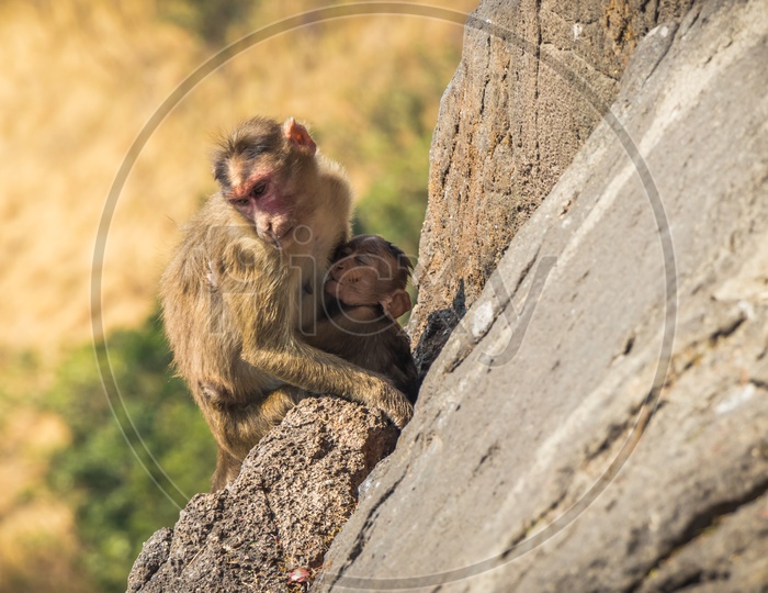 A mother holding her baby monkey on a mountain cliff