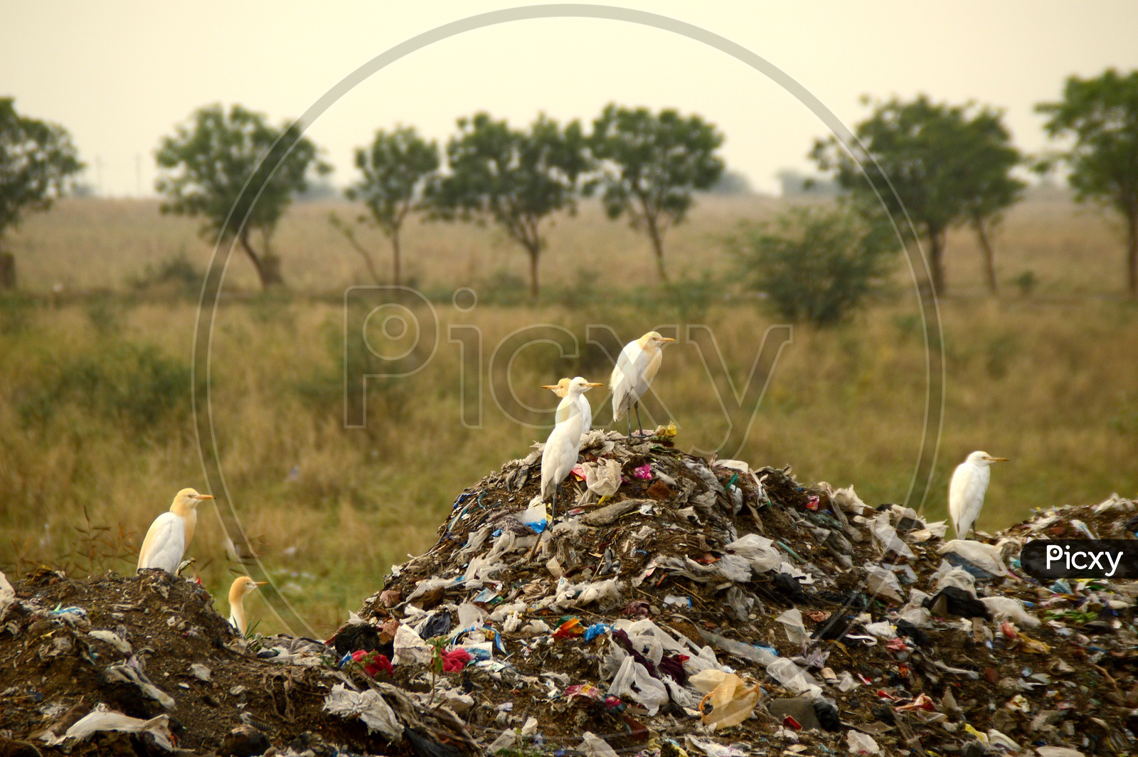 cranes On the Garbage Pile