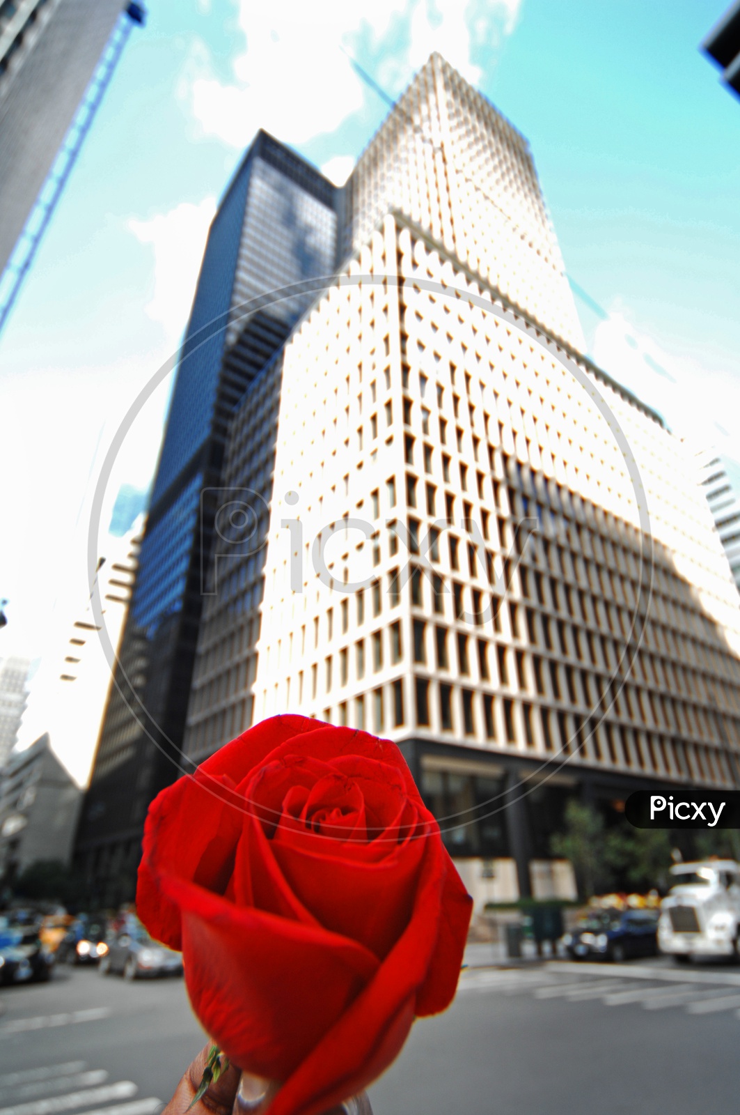 A man holding red rose and skyscraper in the background