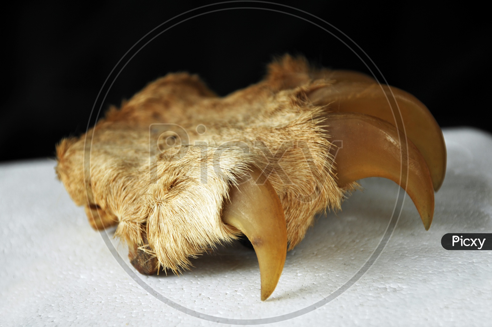 Double Coyote Claw Pendant Necklace, Bronze or Sterling Silver –  RedAvaDesigns