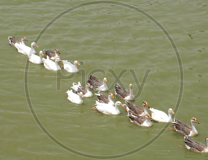 A raft of Mallard Ducks moving on the water