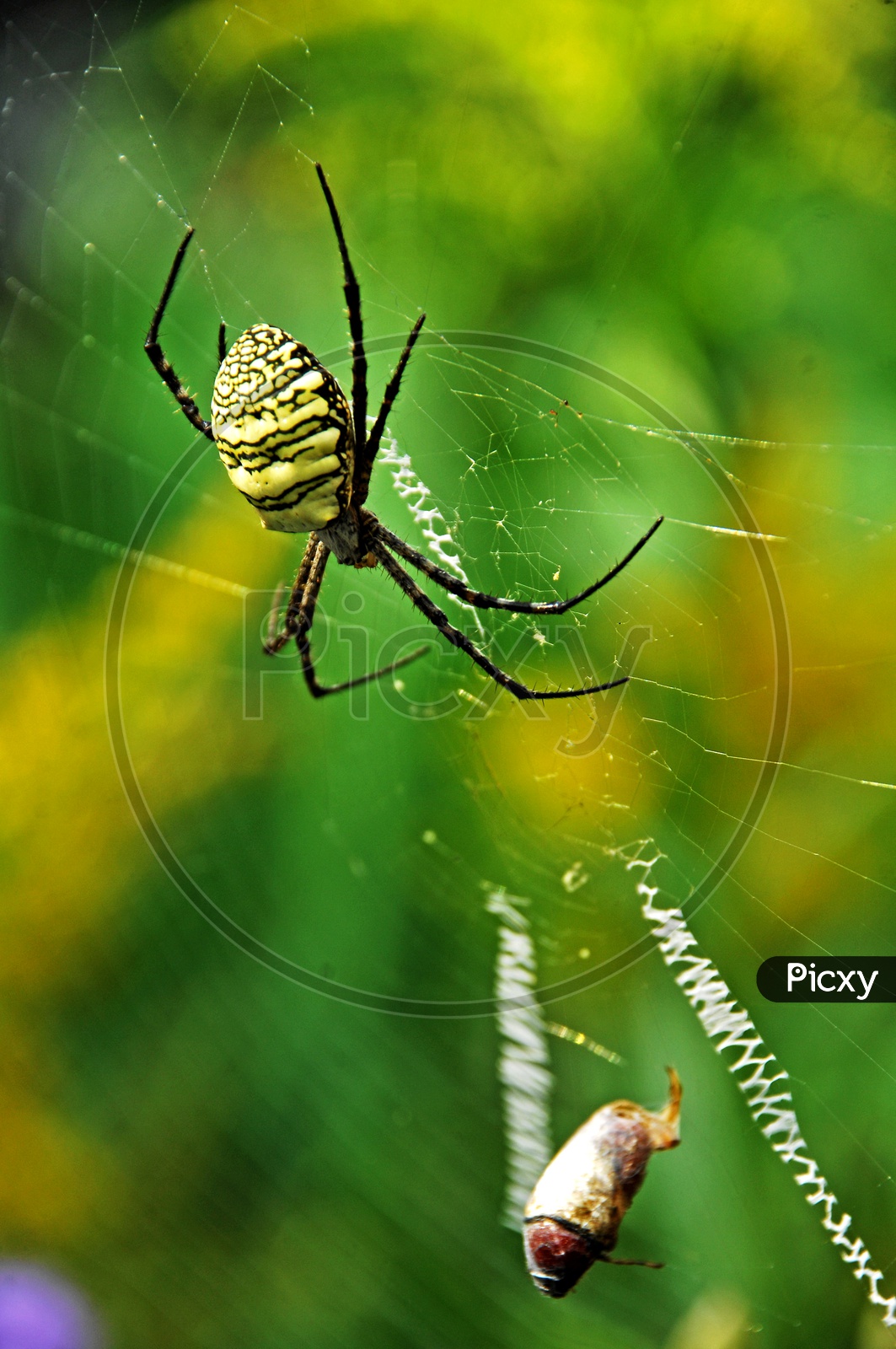 A Spider weaving the web
