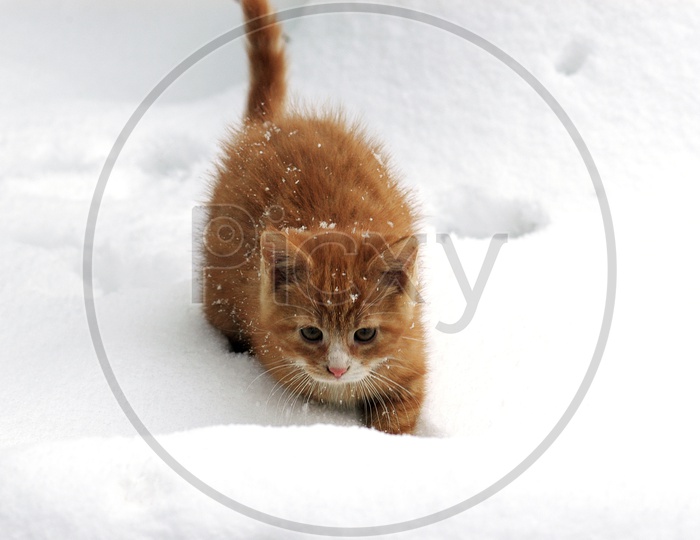 A cute brown cat walking in the snow