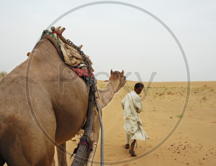 A camel herder with camel in a desert