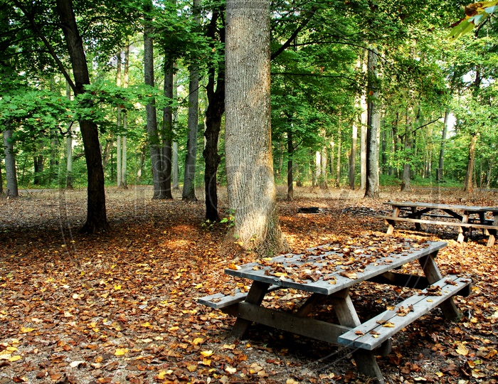 Wooden bench in the woods during the autumn