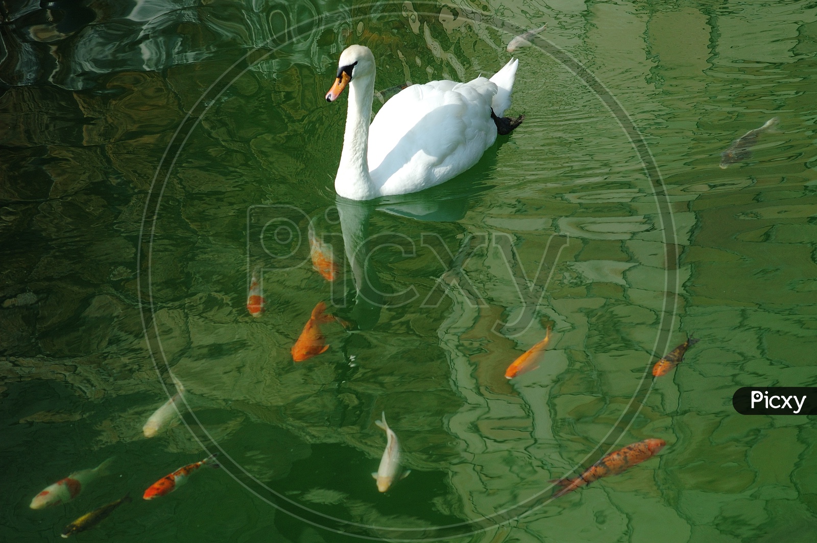 Swan and gold fishes in a pond