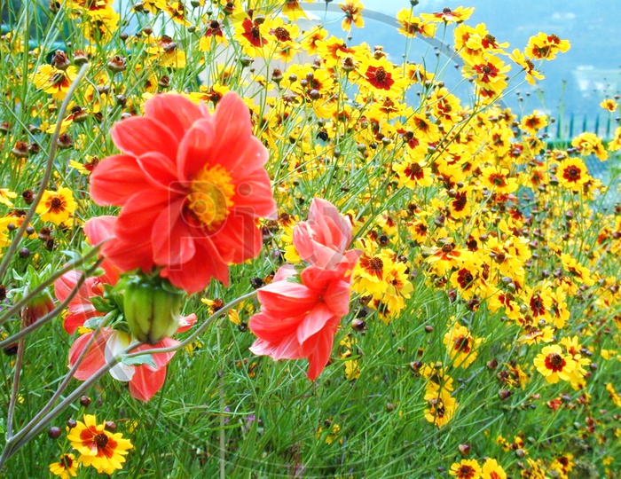 Yellow and red garden flowers