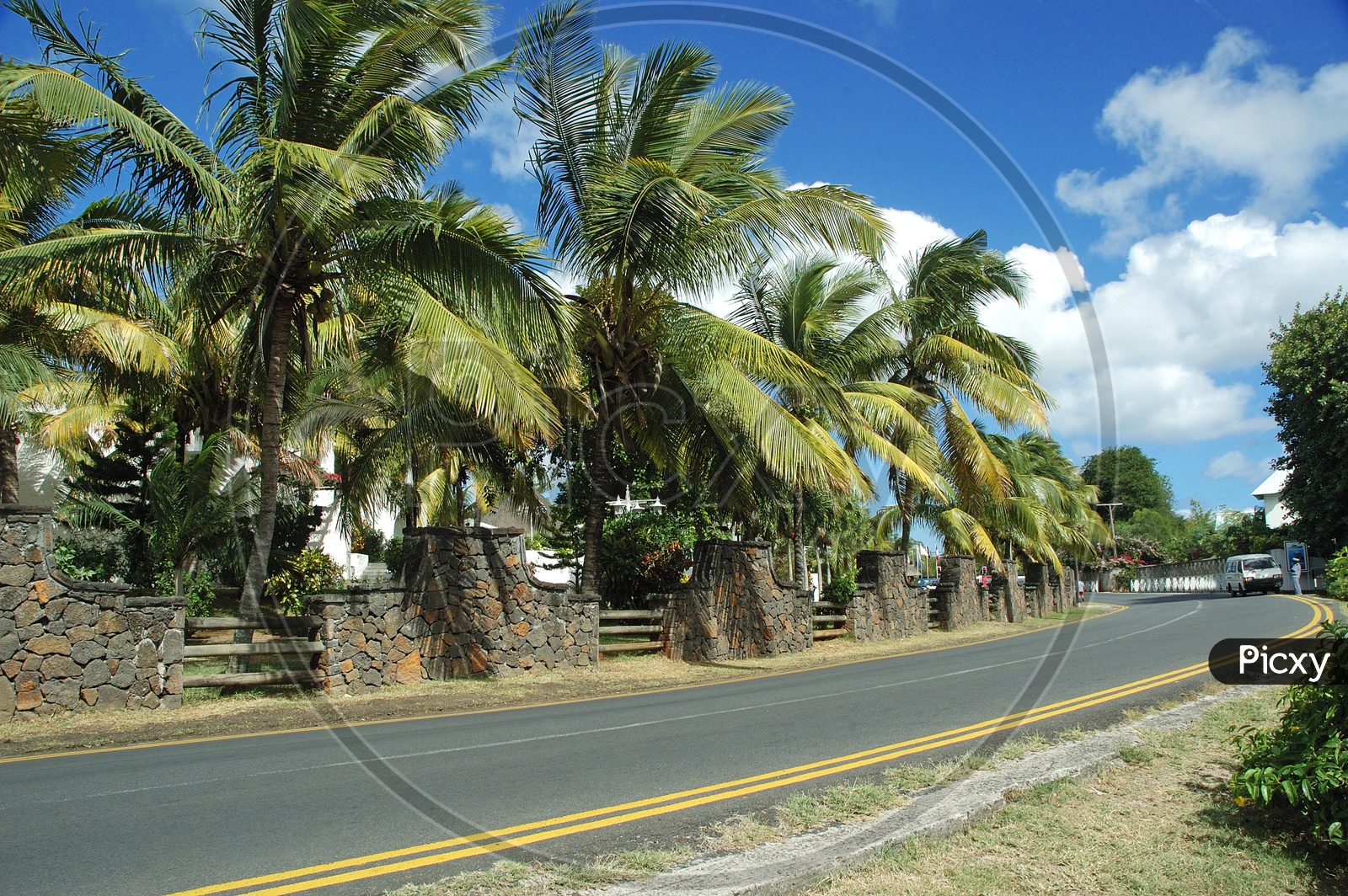Coconut trees alongside the road