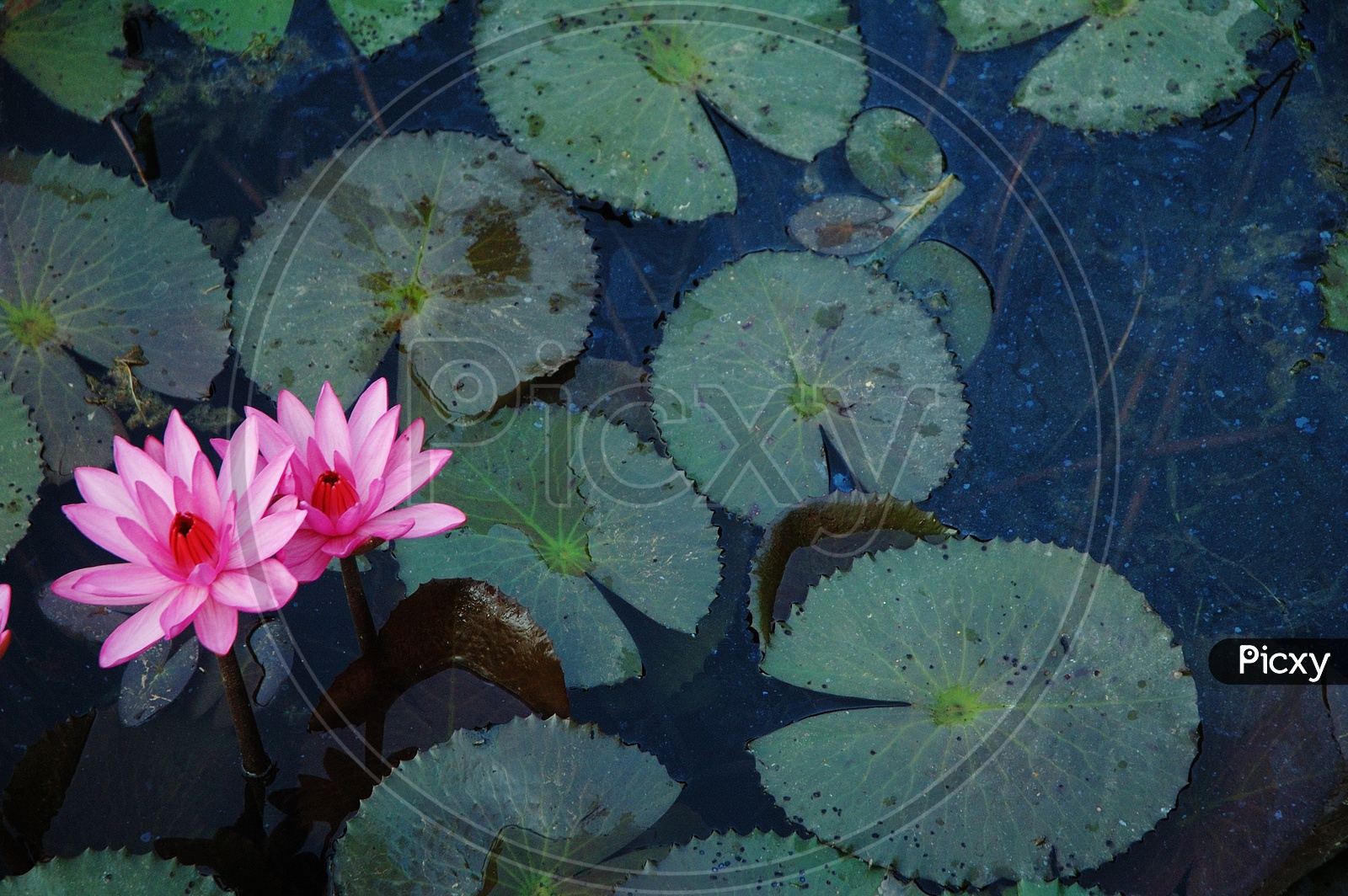 Pink Lotus in the pond