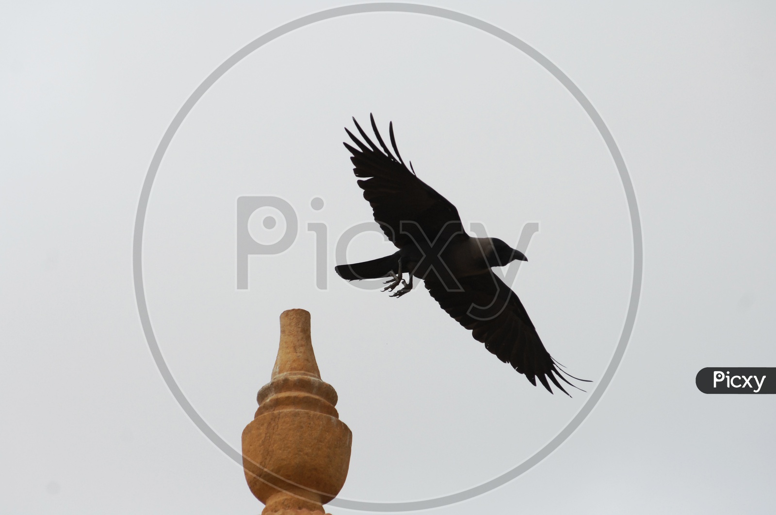 A crow flying