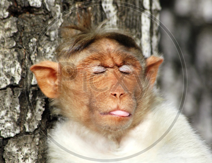 Close up of a sleeping monkey