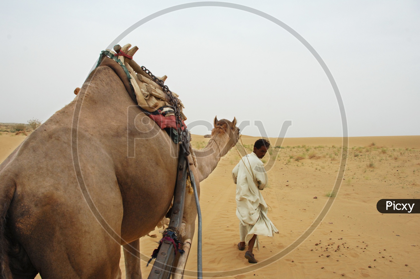 A camel herder with camel in a desert