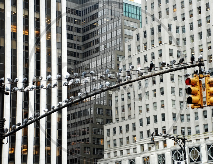 Pigeons on the street lights