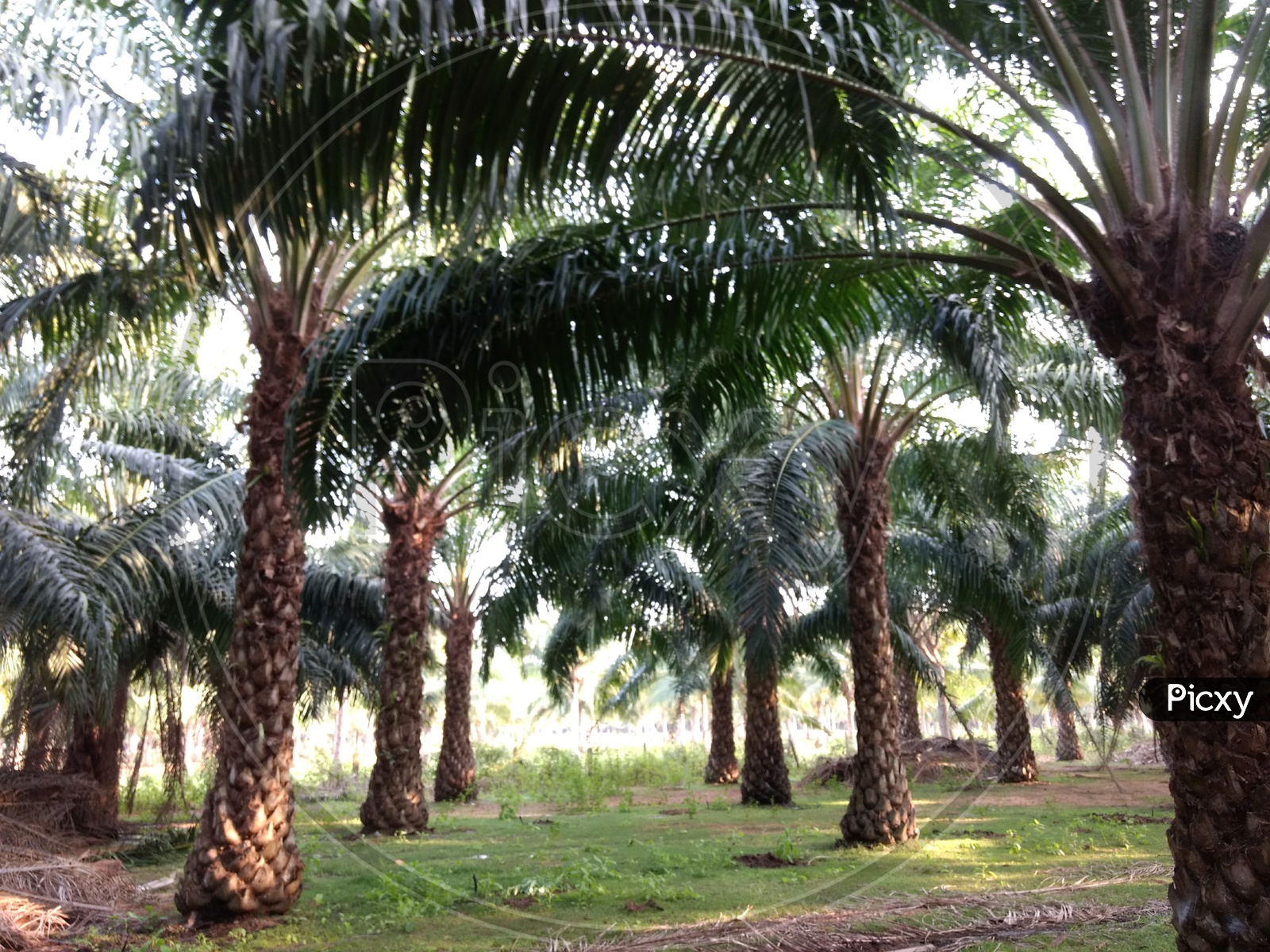 Palm oil fields
