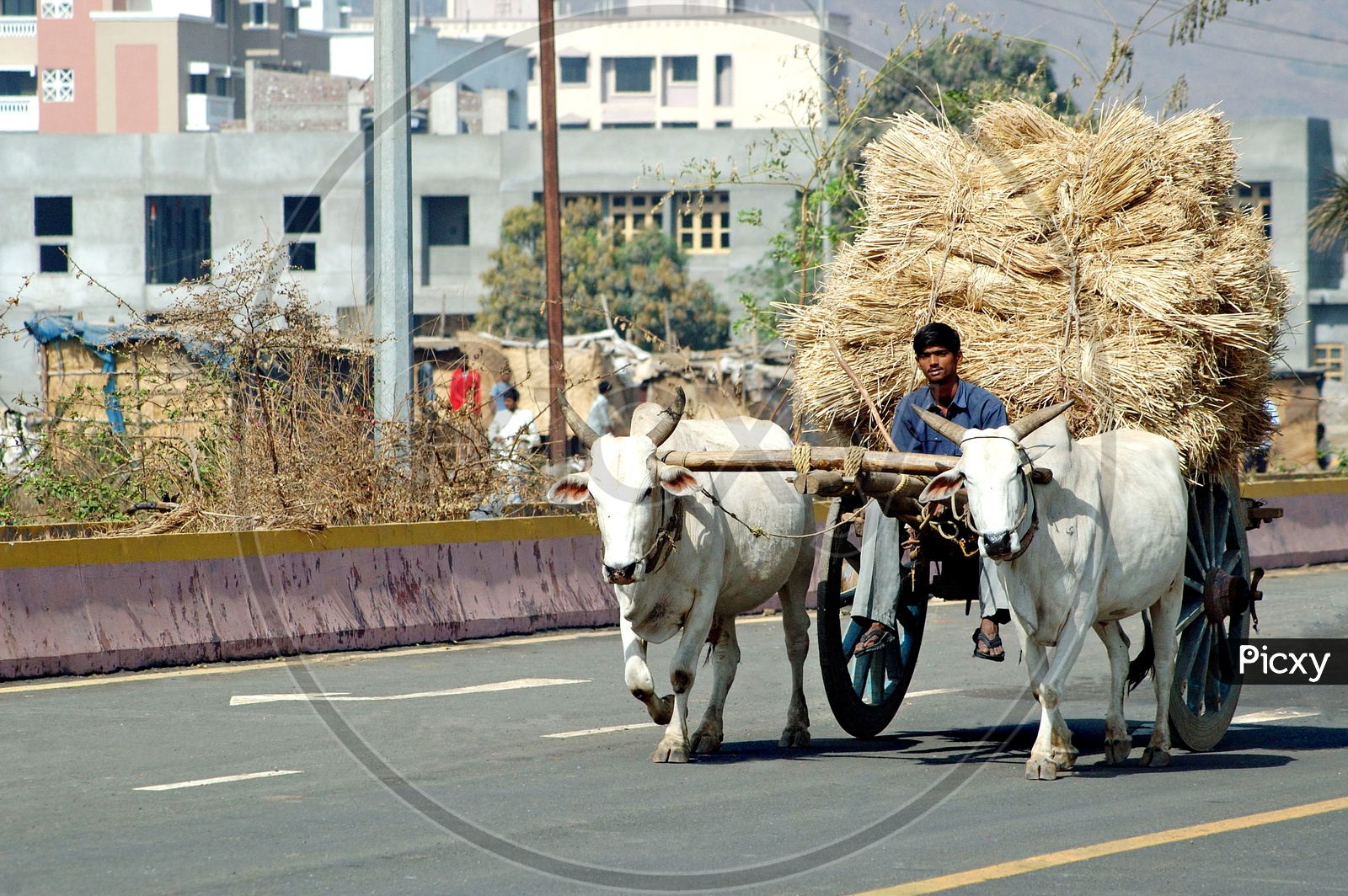 Indian man riding bullock cart