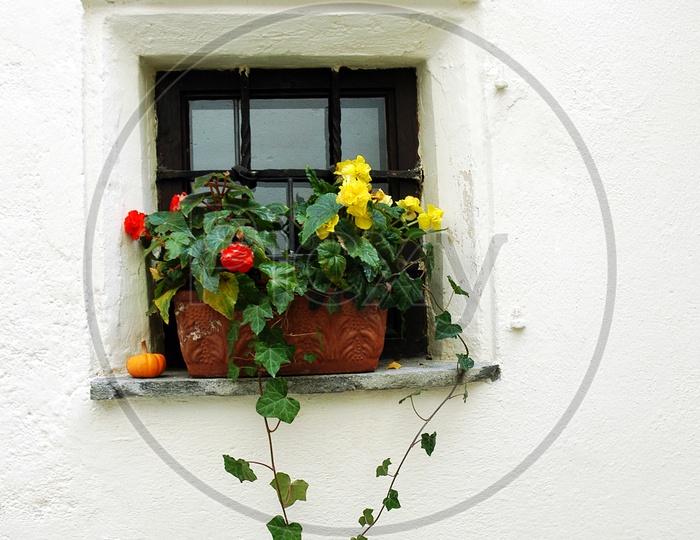 Colorful flower plants in a windowsill