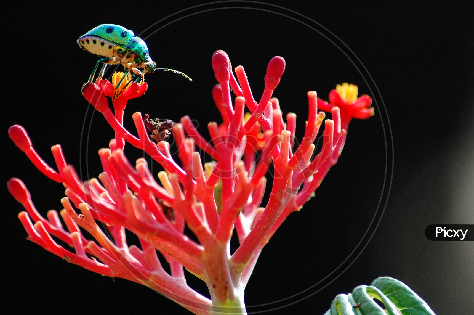 Green beetle on a red flower