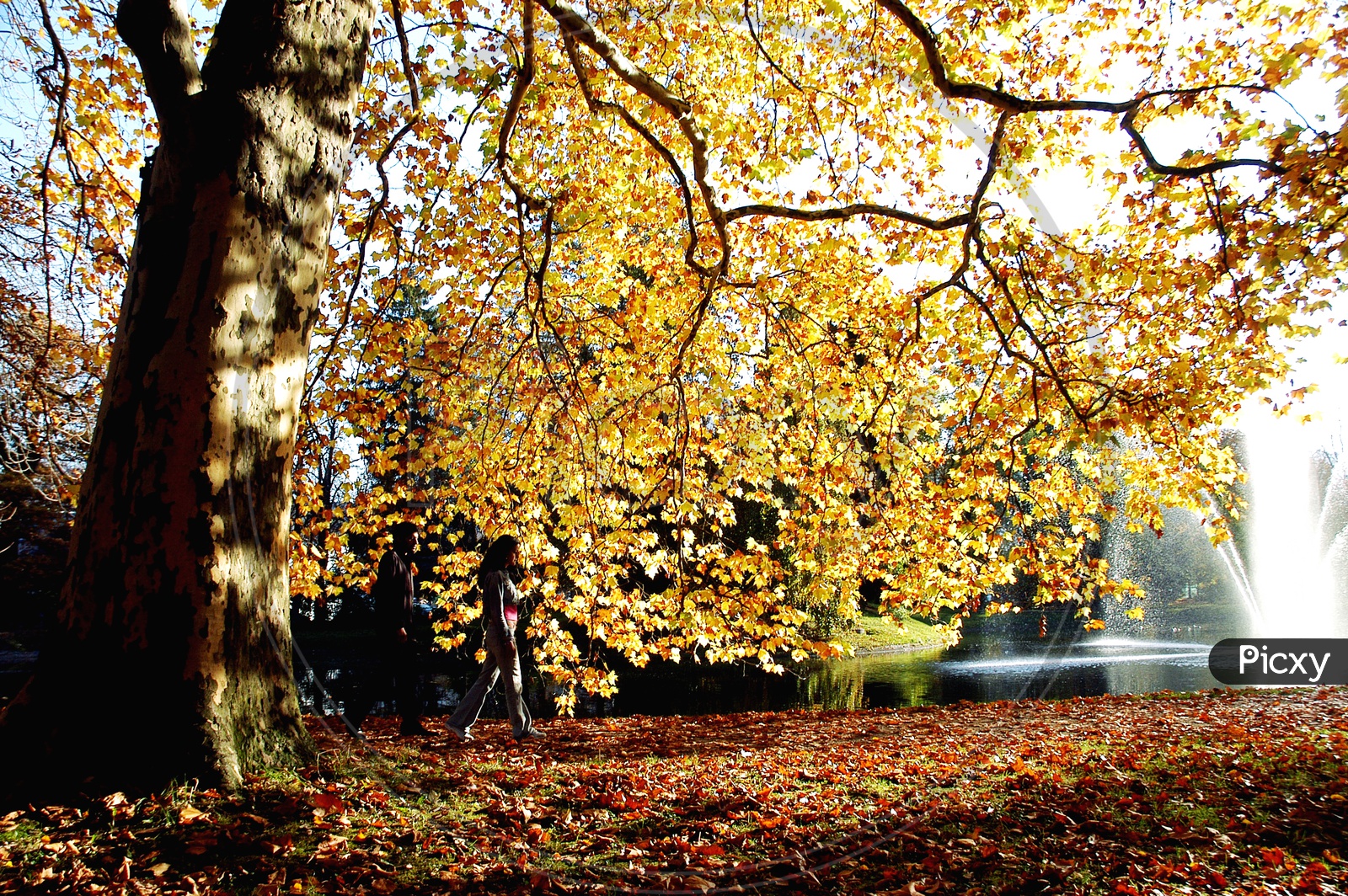 Autumn Maple Tree with yellow leaves in a park