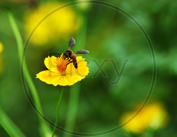 Honeybee on an yellow flower