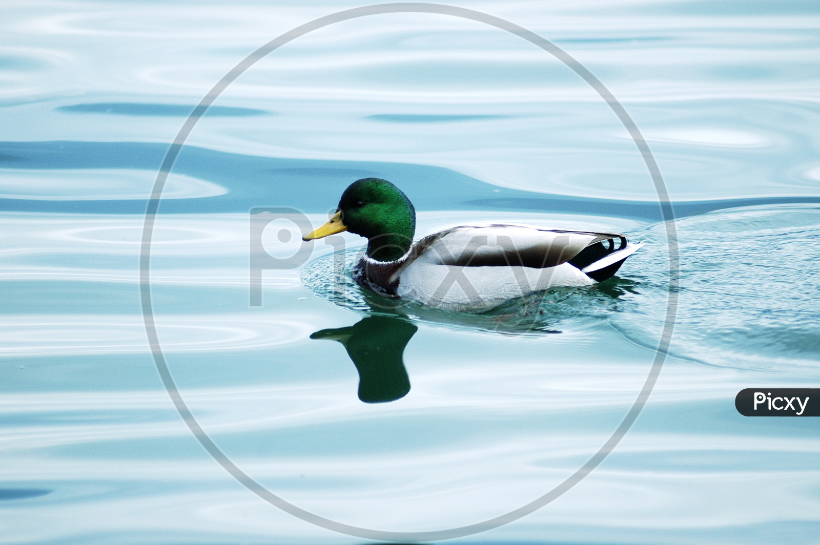 Mallard duck moving on the water